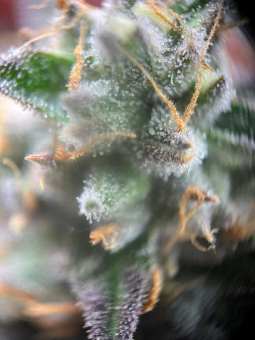 Purple Panty Dropper. Week 8