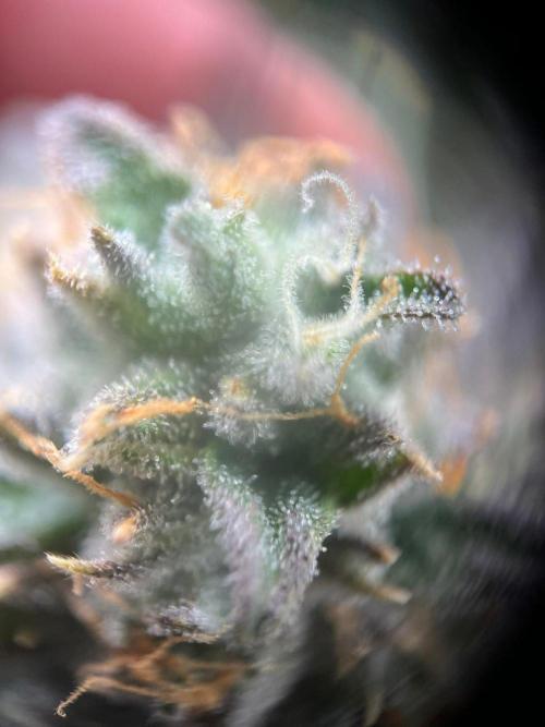 Purple Panty Dropper. Week 8