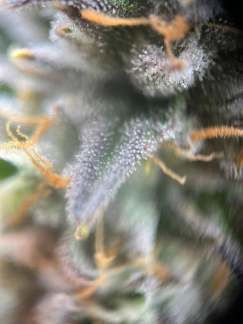 Purple Panty Dropper. Week 8