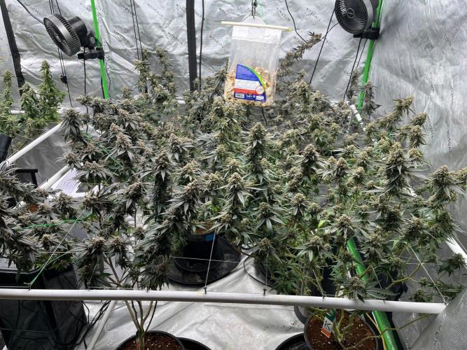 Purple Panty Dropper. Week 8