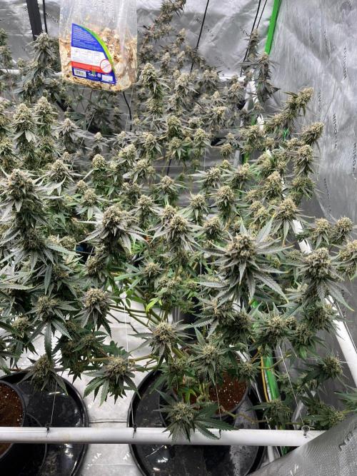 Purple Panty Dropper. Week 8