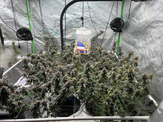 Purple Panty Dropper. Week 8