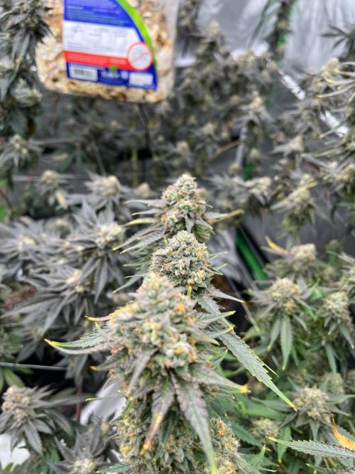 Purple Panty Dropper. Week 8