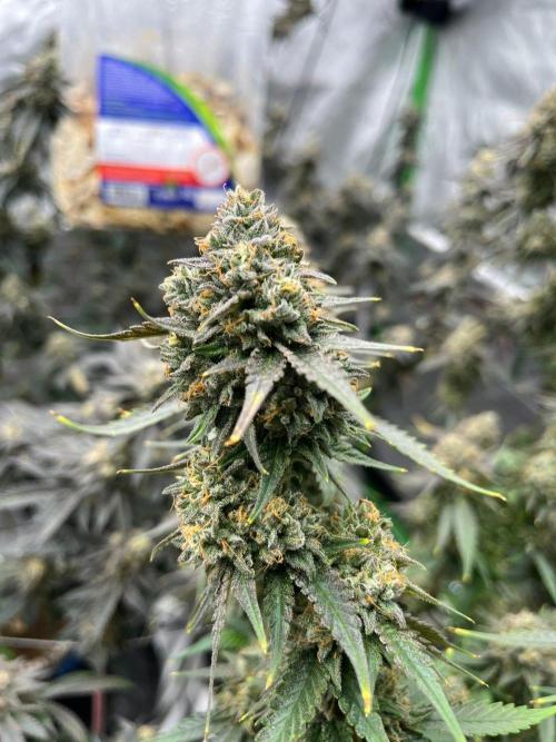Purple Panty Dropper. Week 8