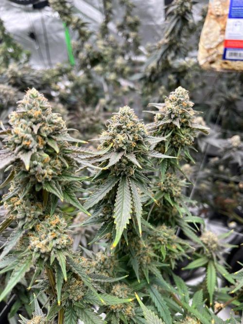 Purple Panty Dropper. Week 8
