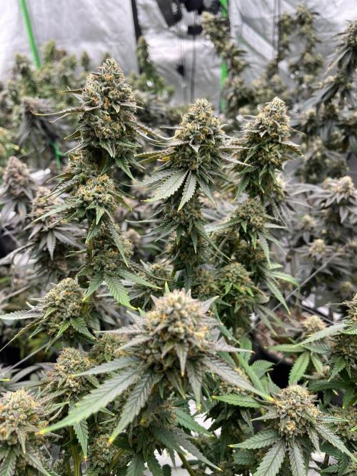 Purple Panty Dropper. Week 8