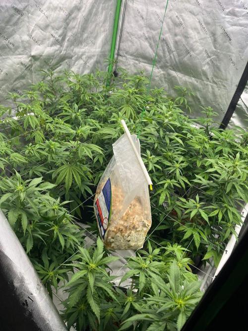 Ray Charles. Week 2