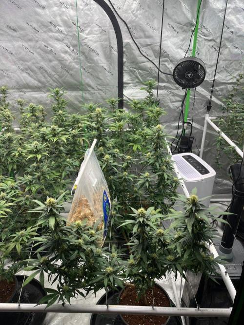 Ray Charles. Week 3