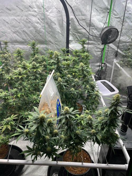 Ray Charles. Week 4