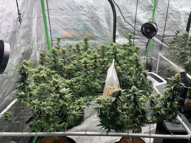 Ray Charles. Week 4