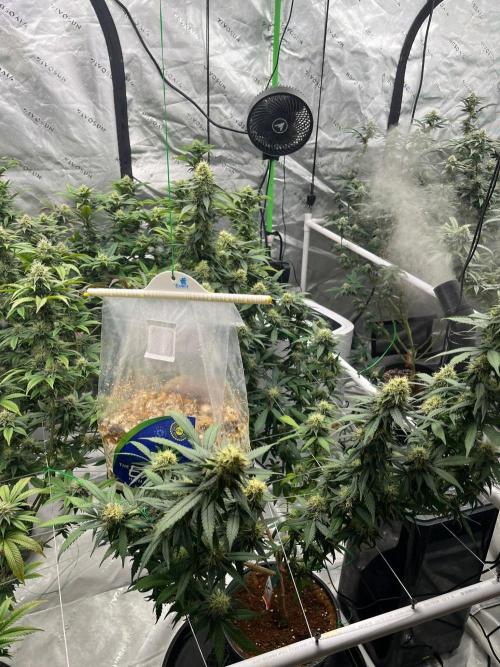 Ray Charles. Week 5