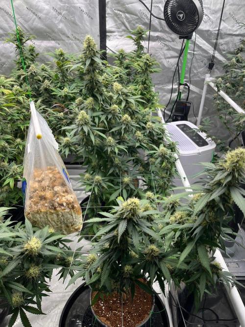 Ray Charles. Week 6