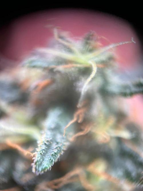 Ray Charles. Week 8
