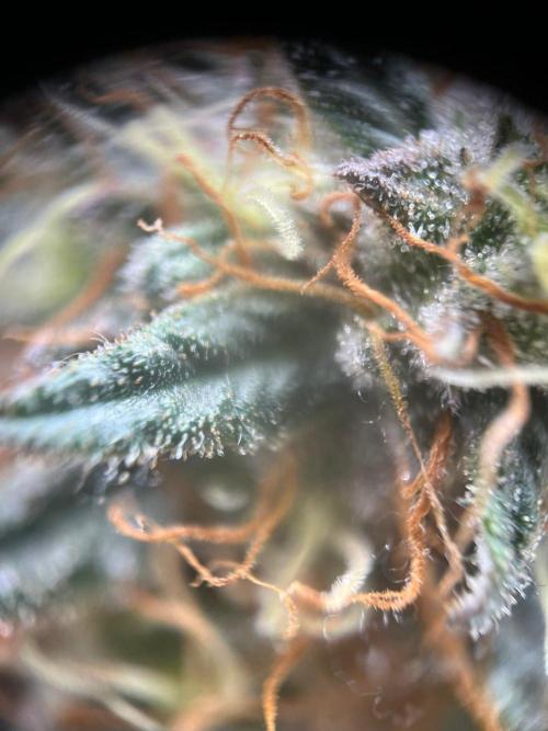 Ray Charles. Week 8