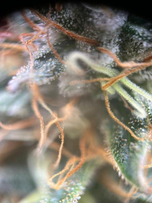 Ray Charles. Week 8