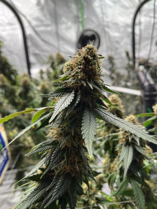 Ray Charles. Week 8