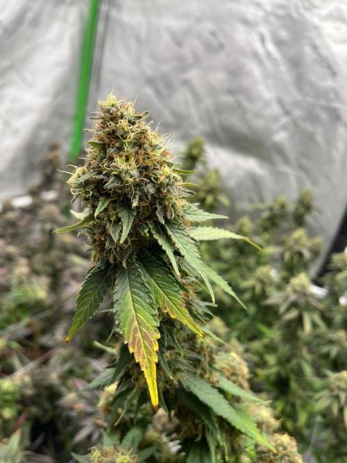 Ray Charles. Week 8