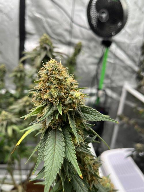 Ray Charles. Week 8