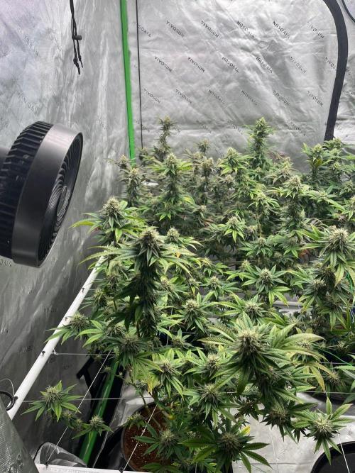 Glitter Bomb. Week 6
