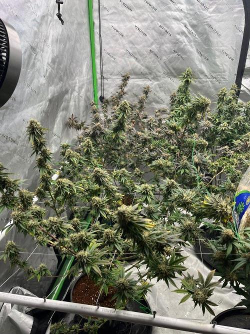 Glitter Bomb. Week 7