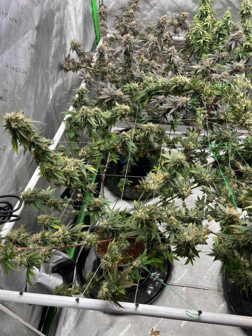 Glitter Bomb. Week 8