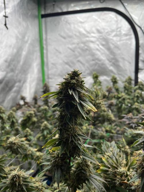 Glitter Bomb. Week 8