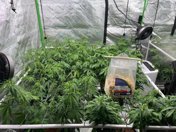 Lambs Bread. Week 2