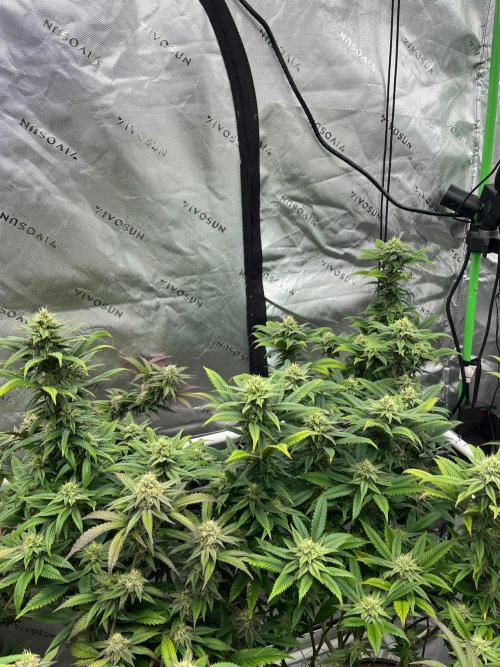 Lambs Bread. Week 4