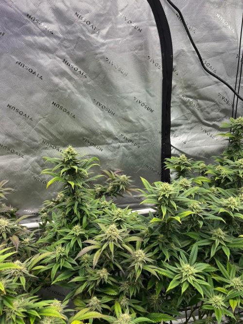 Lambs Bread. Week 4