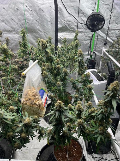 Lambs Bread. Week 6
