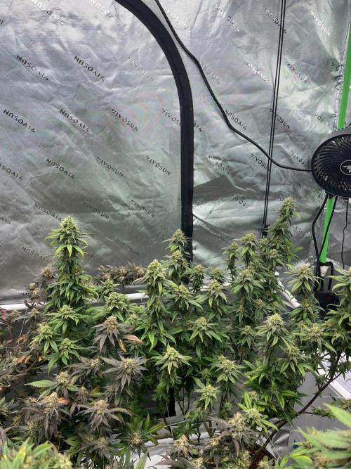 Lambs Bread. Week 6