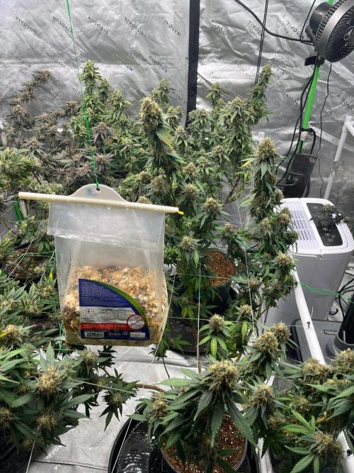 Lambs Bread. Week 7