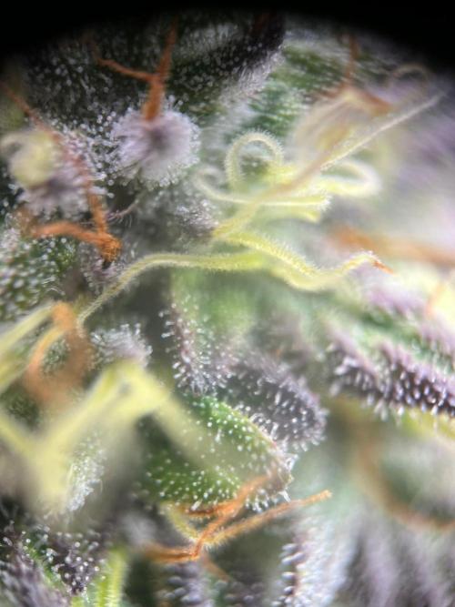 Lambs Bread. Week 7