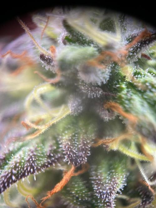 Lambs Bread. Week 7