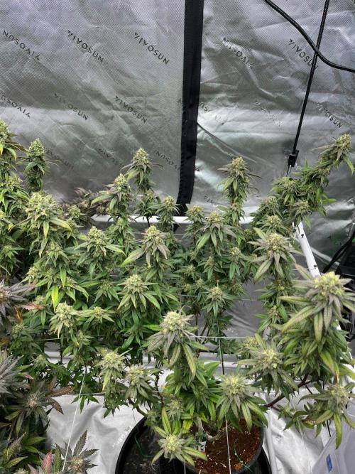 Lambs Bread. Week 7