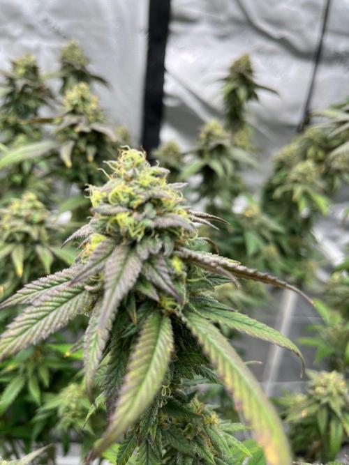 Lambs Bread. Week 7