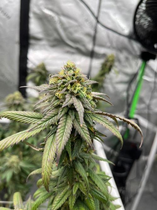 Lambs Bread. Week 7