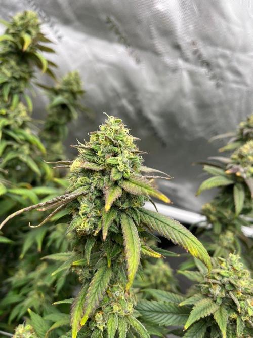 Lambs Bread. Week 7