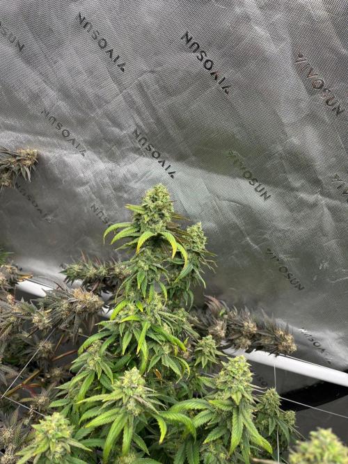 Lambs Bread. Week 7