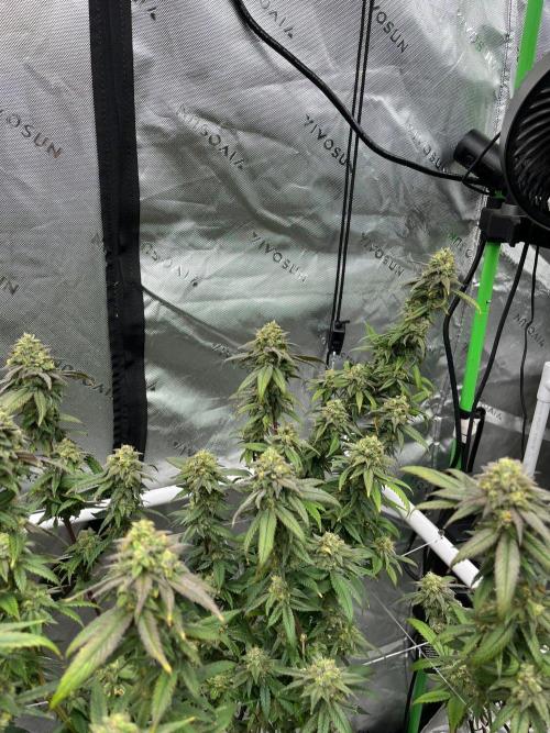 Lambs Bread. Week 7