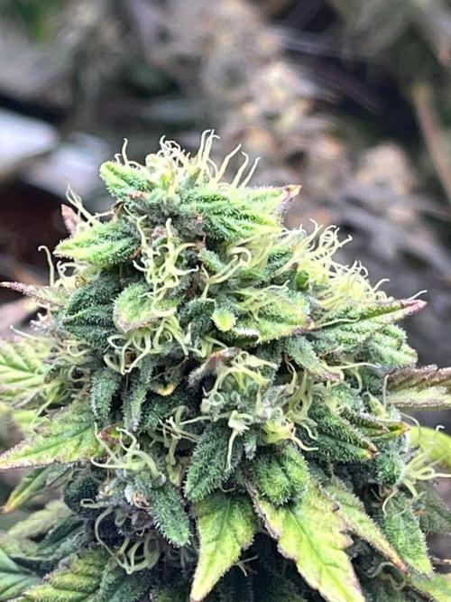 Lambs Bread. Week 8