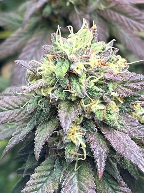 Lambs Bread. Week 8