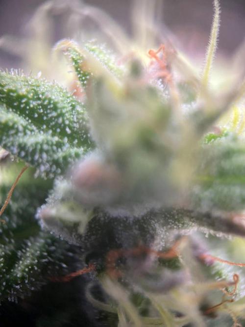 Lambs Bread. Week 8