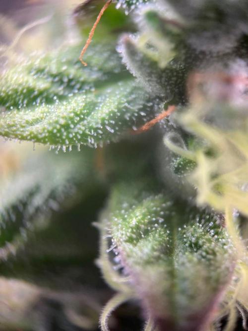 Lambs Bread. Week 8