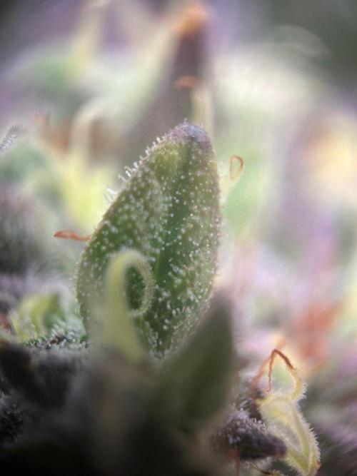 Lambs Bread. Week 8