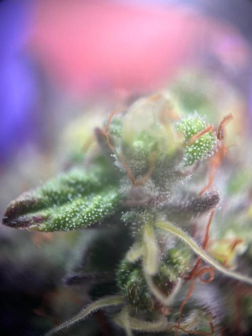 Lambs Bread. Week 8