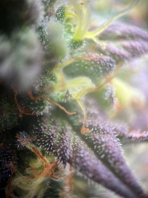Lambs Bread. Week 8
