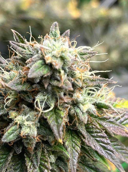 Glitter Bomb. Week 9