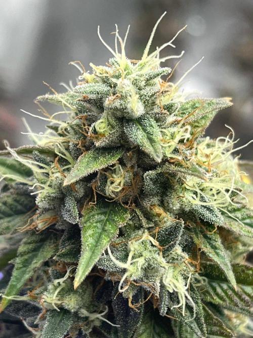 Glitter Bomb. Week 9