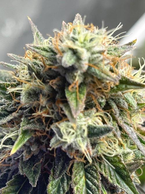 Glitter Bomb. Week 9
